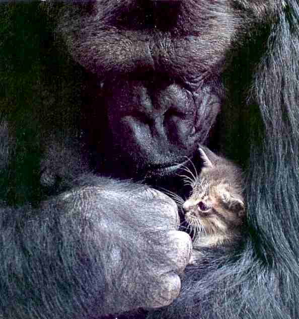 Koko the Gorilla protective of a small tabby kitten cat
