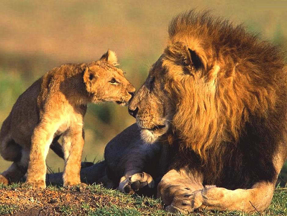 Lion cub talks to his father, big cats in Africa
