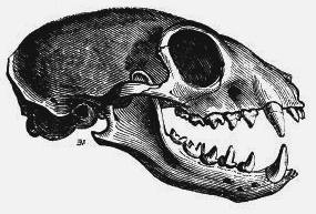 Meerkat skull representation