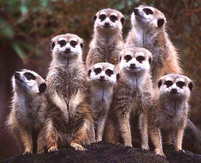 Meerkats comparing the market