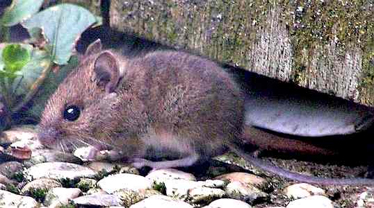 Wood Mouse