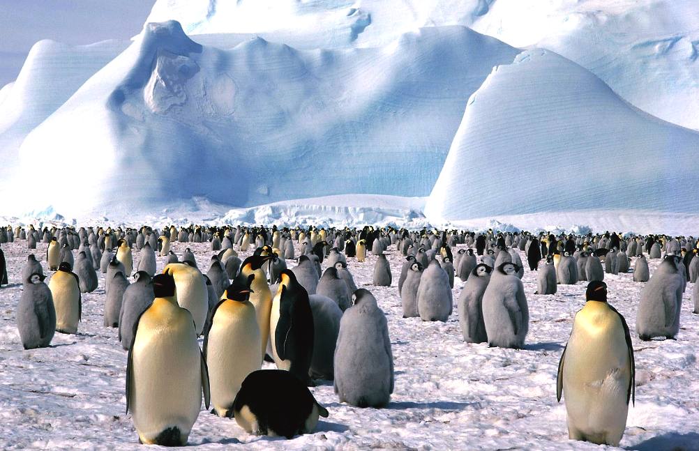 Emperer penguins rely on humans for a place to live, global warming issue