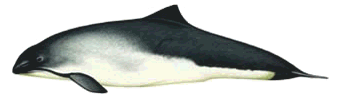 Harbour Porpoise