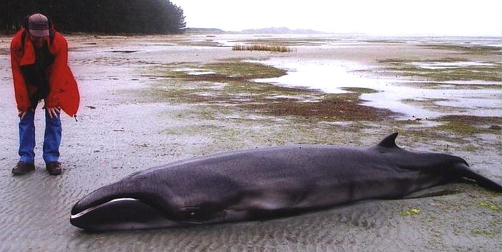 Beached pygmy right whale in 2002