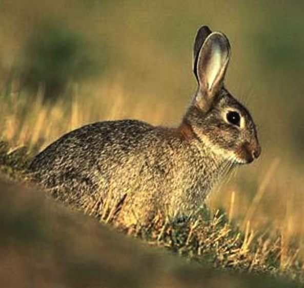 Sussex country rabbit
