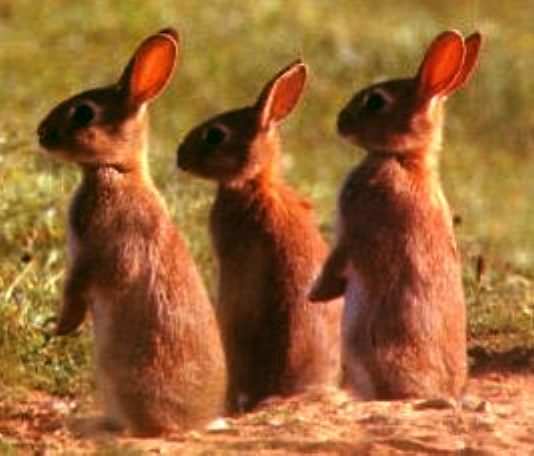 Rabbit sisters sunbathing, hot bunnies