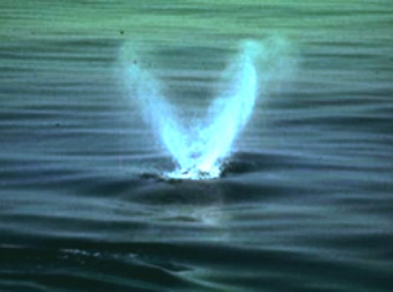 Right whale spouting from blowhole
