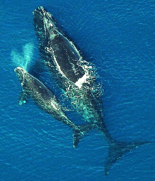 Right whales, mother and baby