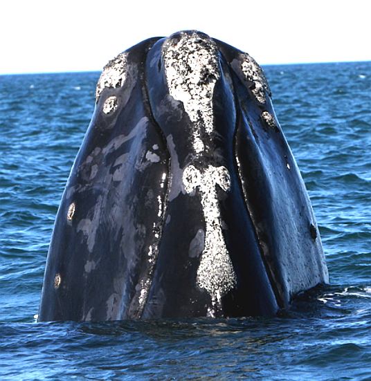 Right whale vertical surfacing