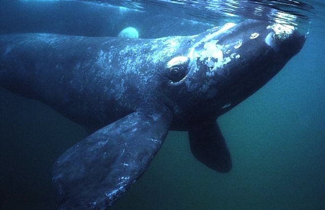 Southern right whale submerged