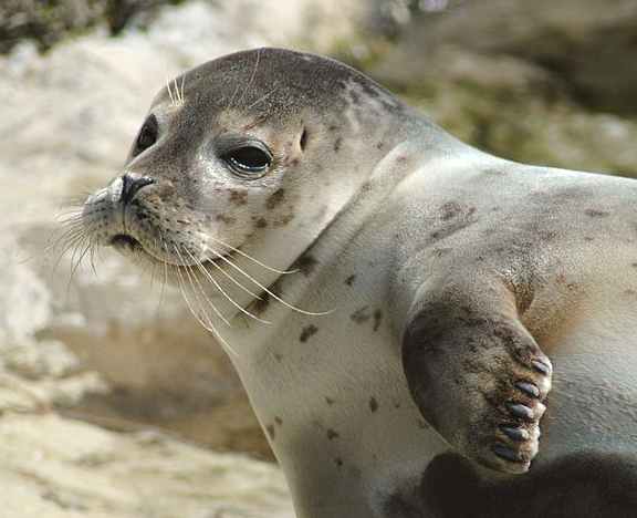 Pinniped - Common Seal