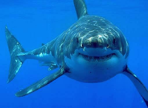 A Great White shark coming in for a closer look