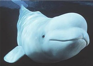 whale_beluga_submerged.jpg