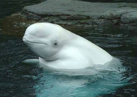 beluga whale. Beluga Whale surfaced