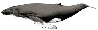 whale_humpback.gif