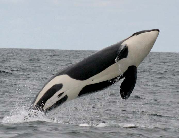Killer Whale (Orca) underside