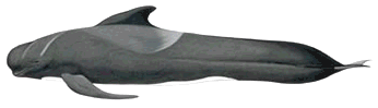 Pilot Whale long finned
