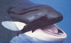 Killer Whale teeth