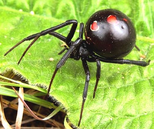 Black Widow Spider Facts Diet Plan