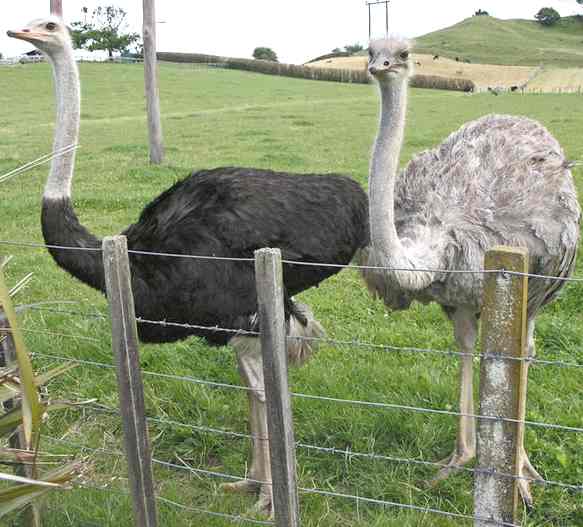 Ostrich male and female New Zealand