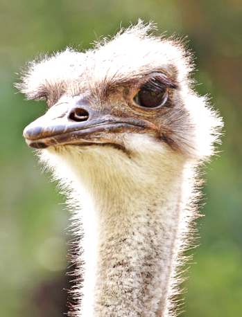 Ostrich portrait Melbourne zoo Australia