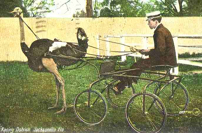 Ostrich racing cart Jacksonville