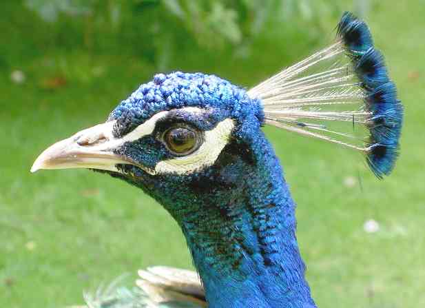 Indian blue peacock head