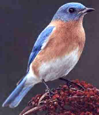 Bluebird, the American Thrush