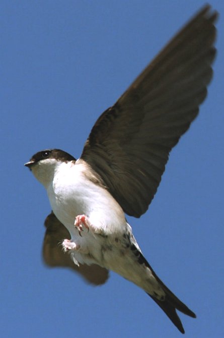 A house martin landing on a wire