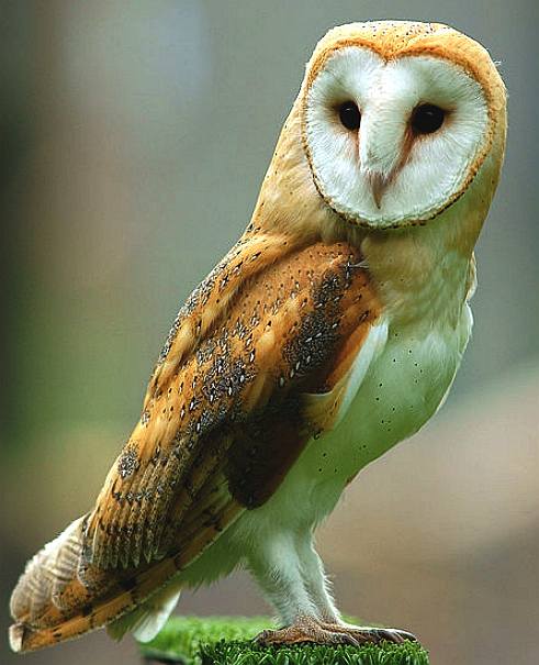 The Barn Owl, British country wildlife
