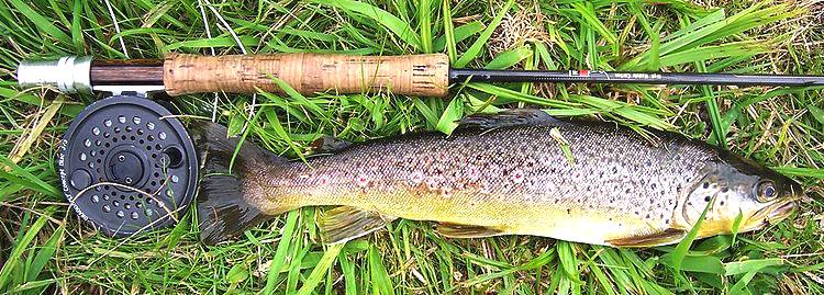 A brown Trout from a chalk stream in England