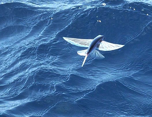 flying-fish-blue-water-barbados-caribbean-sea-atlantic-ocean.jpg