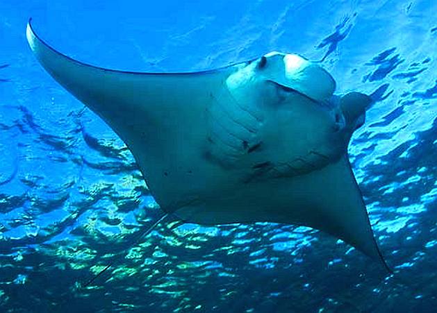 Giant manta ray winged ocean filter feeder