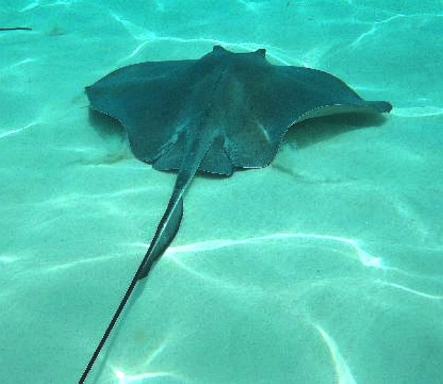 The Deadly Sting Rays download