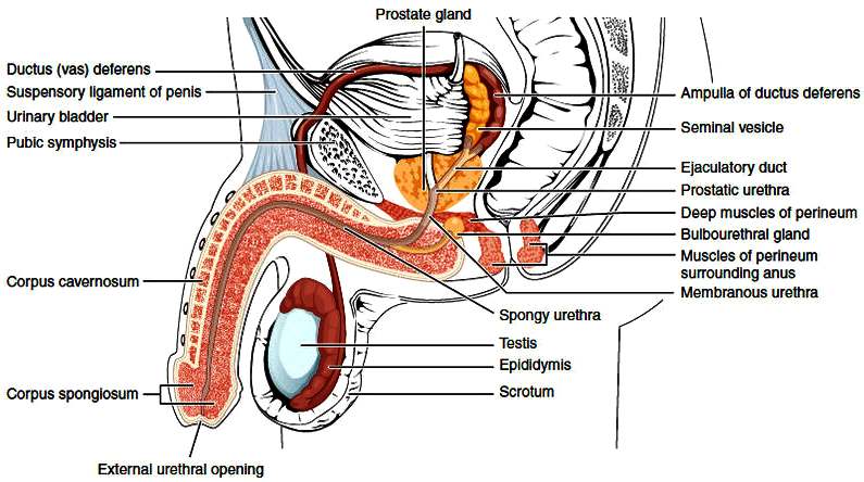Margeret recommends best of Organ where sperm are manufactured Adult Pix HQ Free latina italian porn movies