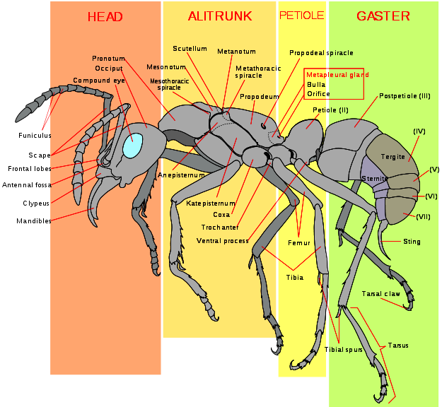 An analysis of the many ant species in biology