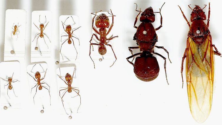 Ant Queen Size Carpenter Ant Queen Camponotus Pennsylvanicus 