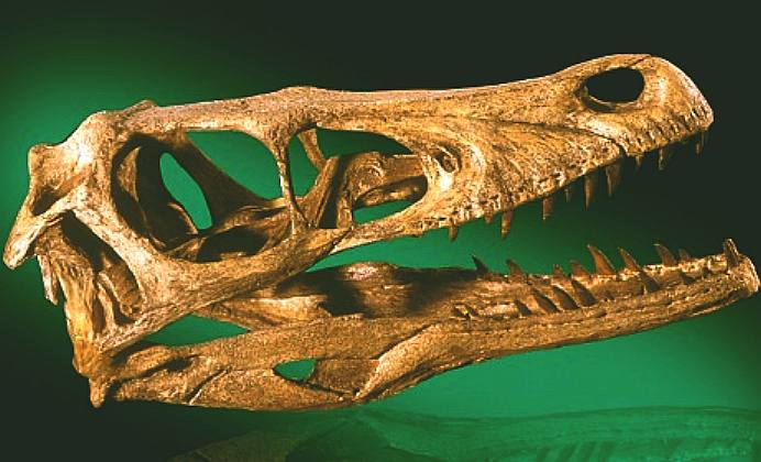 Prehistoric dinosaur skull, velociraptor fossil