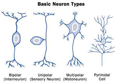 neurons types neuron brain vs many biology human basic provoked 2009