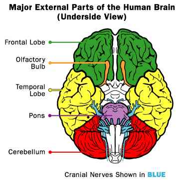 human brain image