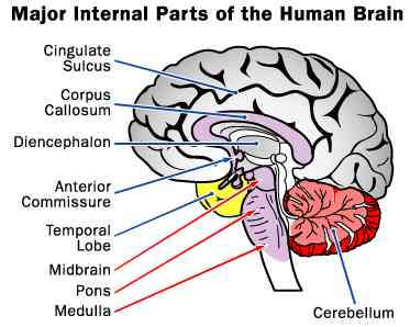 http://www.solarnavigator.net/biology/biology_images/human_brain_major_internal_parts.jpg