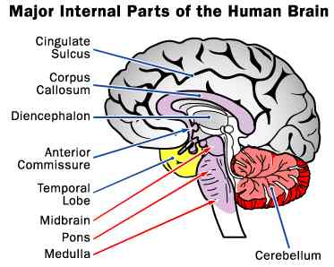 Psycholinguistics/History and Major Theories - Wikiversity