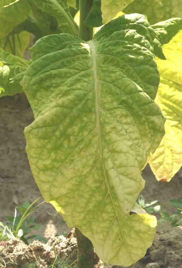Tobacco plant with ripe leaves