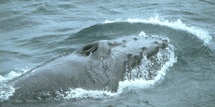 Humpback whale head surfaced showing twin spouts