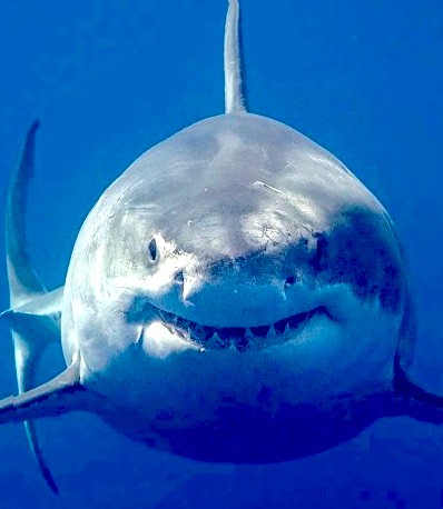 Bruce the shark, Jaws 1974 movie