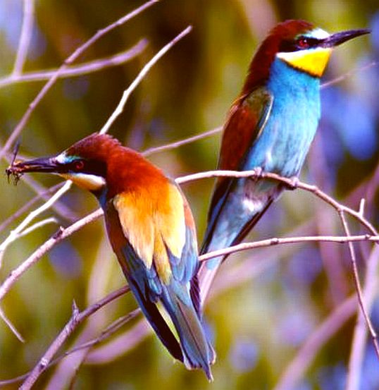 Simba bee eating birds from West Africa, Yankari