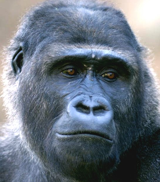 Gorilla West Africa endangered species Loango National Park