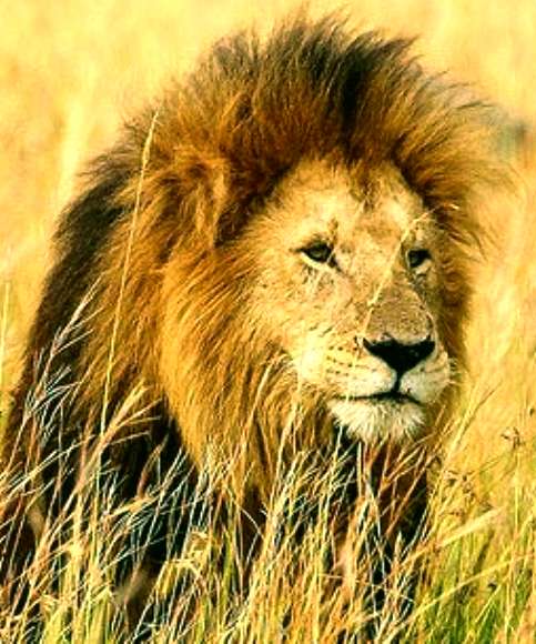 Lion, West African endangered species