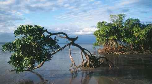 Cape York, mangroves