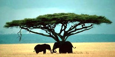Tanzania, Elephants, East Africa